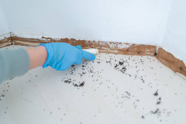 Best Local Pest Control Services  in Elmwood, IL